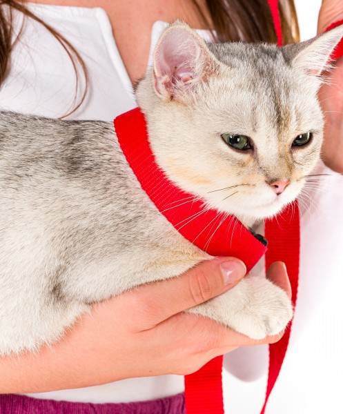 Kırmızı Kedi Tasması Sevk Kayışı Set Premium Kalite Kopma Yapmaz Kolon Kumaş El Acıtmaz Önleyici